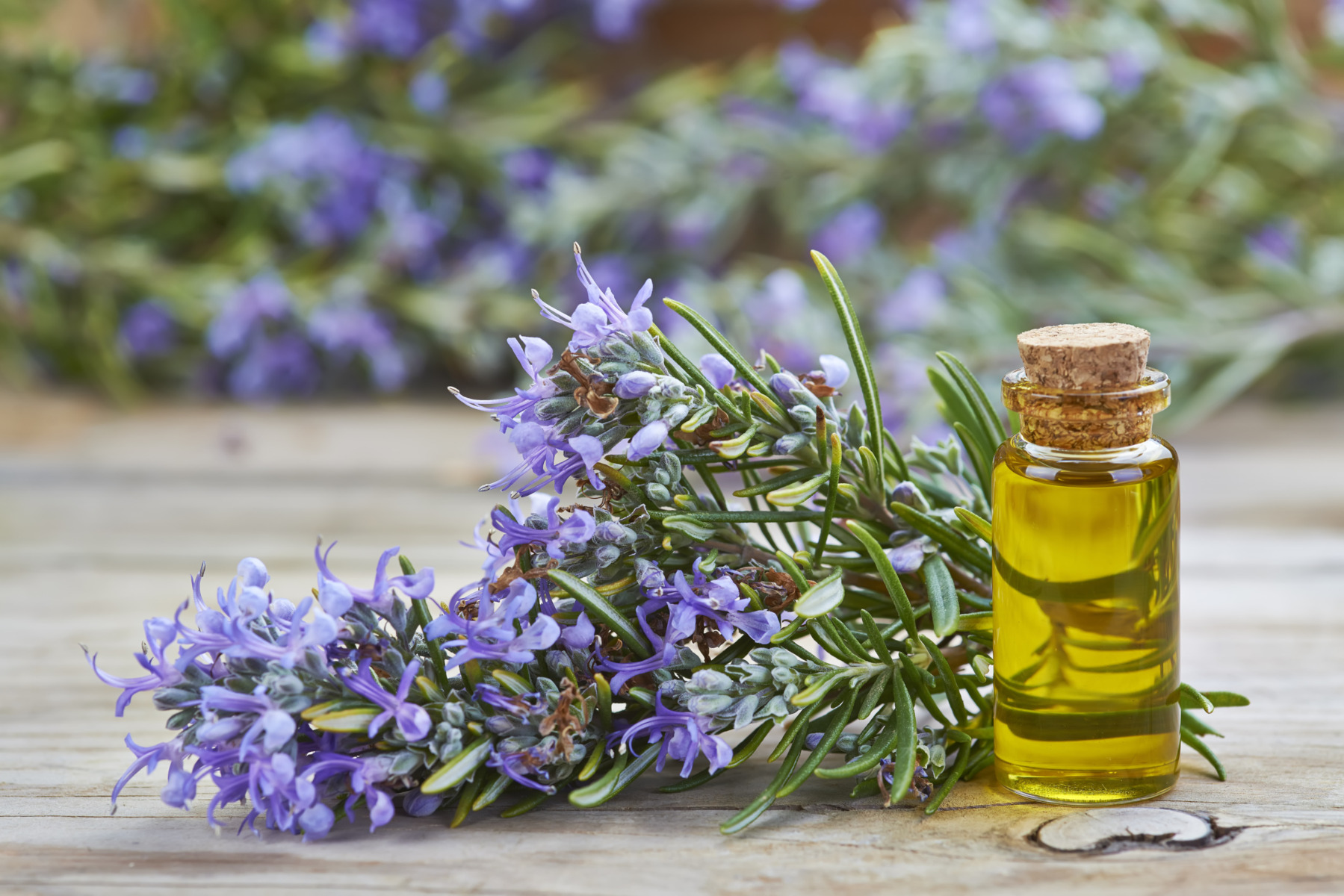 The Truth About Rosemary Oil for Hair Growth – What Studies Actually Say